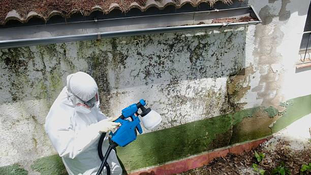 Top rated local Bathroom Mold Removal specialists in Chandler, TX